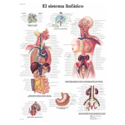 LAMINA EL SISTEMA LINFATICO