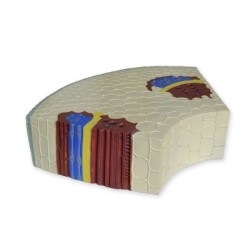 TALLO DE DICOTILEDONEA 