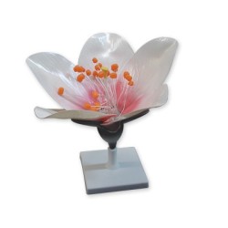 FLOR DE MELOCOTON 