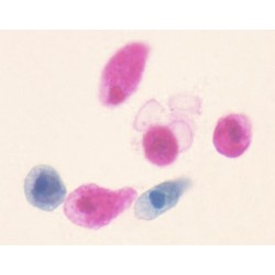 AMOEBA PROTEUS, M.E. 