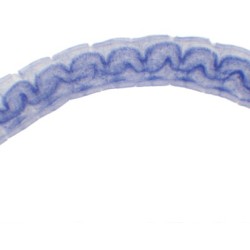 ALGA OSCILLATORIA, M.E. 