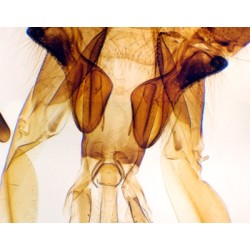 APARATO BUCAL DE ABEJA, M.E. 