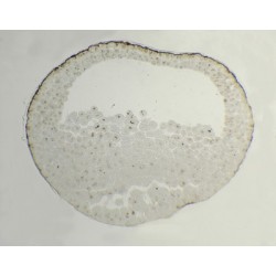 BLASTULA DE RANA, SEC. 