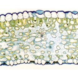 HOJA DE LIRIO, S.T. 