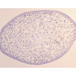 MITOSIS EN HUEVOS DE...