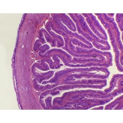 INTESTINO DELGADO DE RANA,...