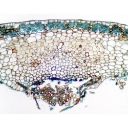 TALO DE MARCHANTIA, S.T. 