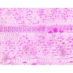 SORO DE MARCHANTIA, SEC. 