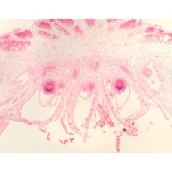 ARQUEGONIO DE MARCHANTIA,...