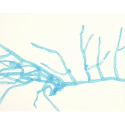 PROTONEMA DE MUSGO, M.E. 