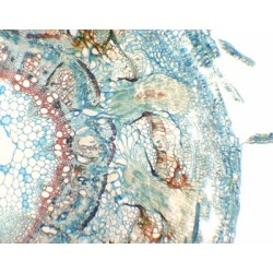 RAIZ PARASITARIA DE CUSCUTA...