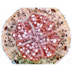 RAIZ DE GLYCINE MAX (SOJA),...