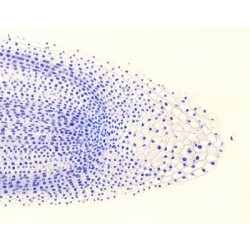 MITOSIS, PUNTA DE RAIZ DE...