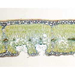 HOJA DE NERIUM INDICUM,...
