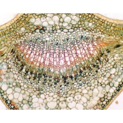 HOJA DE CAMELLIA SINENSIS...