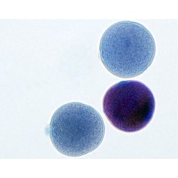 POLEN DE LUFFA CYLINDRICA,...