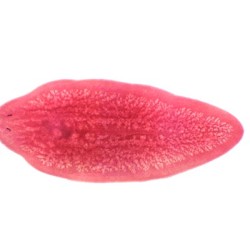 TURBELARIA, M.E. 