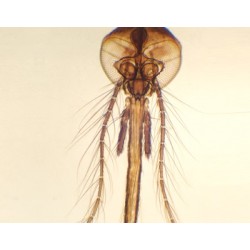 APARATO BUCAL DE MOSQUITO...