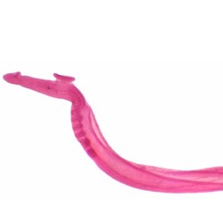 MACHO DE SCHISTOSOMA, M.E. 