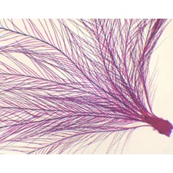 PLUMA DE PAJARO, M.E. 