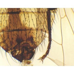MOSCA COMUN, M.E. 