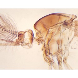 MOSQUITO MACHO, M.E. 