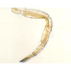PATA DE INSECTO ANDADOR, M.E. 