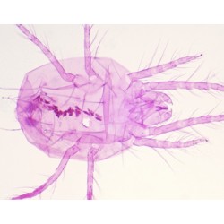 TETRANYCHUS TELARIUS...