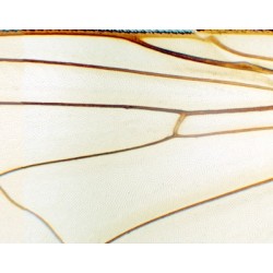 ALA DE MOSCA COMUN, M.E. 
