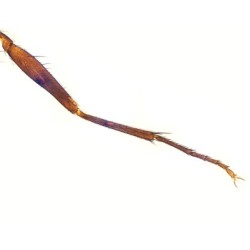 PATA DE MOSCA COMUN, M.E. 