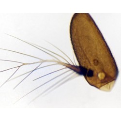 ANTENA DE MOSCA COMUN, M.E. 