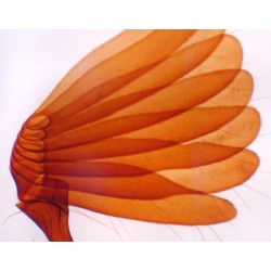 ANTENA DE ESCARABAJO, M.E. 