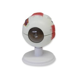 MODELO DE OJO HUMANO