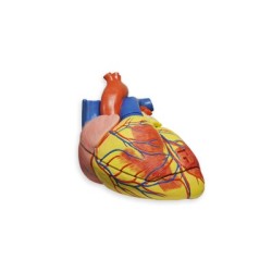 MODELO DE CORAZON HUMANO