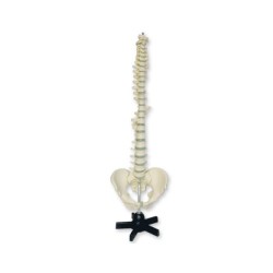 VERTEBRAS Y PELVIS 