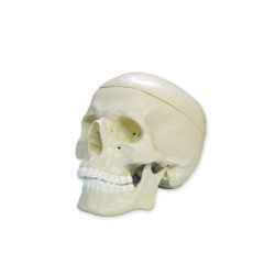 MODELO DE CRANEO Y MANDIBULA