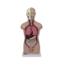 MINI TORSO HUMANO CON CABEZA 