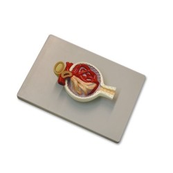MODELO DE GLOMERULO RENAL...