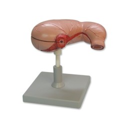 MODELO DE ESTOMAGO HUMANO