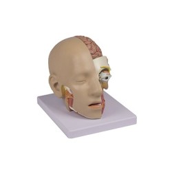 MODELO DE CABEZA HUMANO