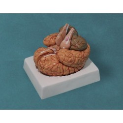 CEREBRO HUMANO, 9 PARTES