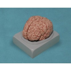 MODELO DE CEREBRO HUMANO