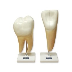 CANINO Y MOLAR 