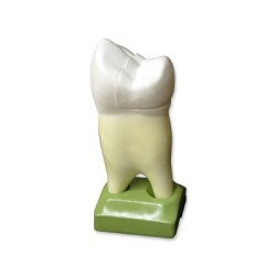 PREMOLAR SUPERIOR C/2 RAICES 