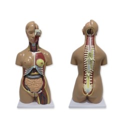 TORSO HUMANO BISEXO,...