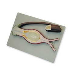 FERTILIZACION DE ANGIOSPERMA 