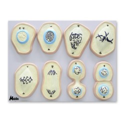 MITOSIS 