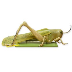 DISECCION DE LANGOSTA