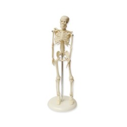 MINI ESQUELETO, 45 CM 