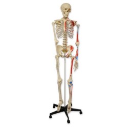 ESQUELETO HUMANO C/MUSCULOS